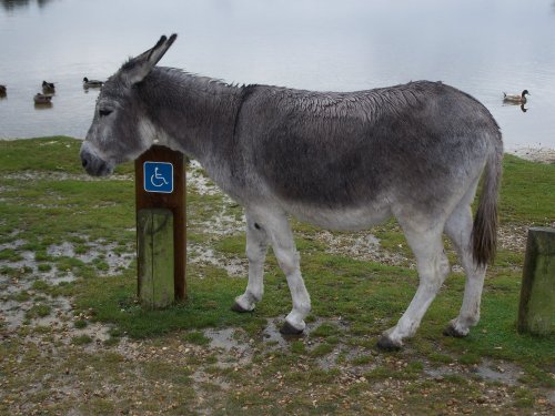 Failure to display a blue badge!!!