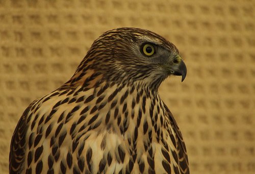 Goshawk