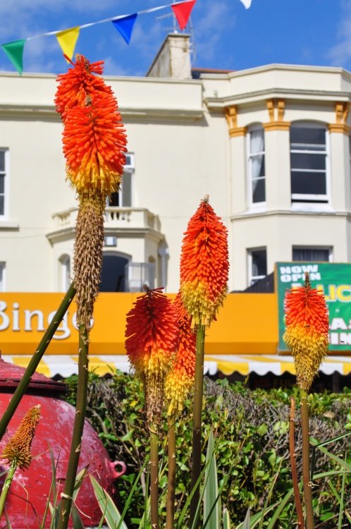 Red Hot Pokers