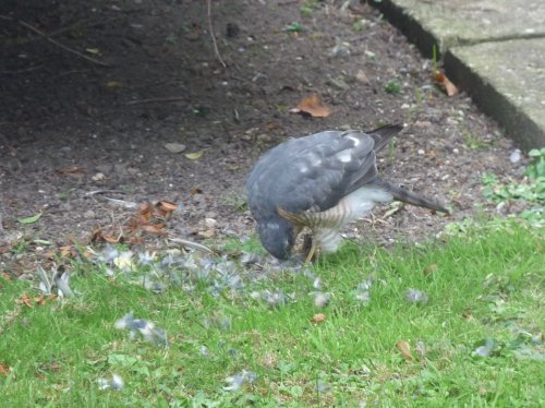 Sparrow Hawk