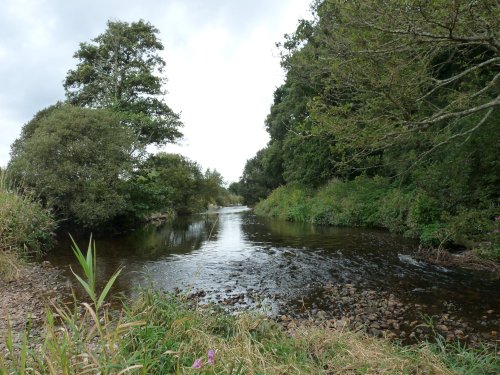 River Otter