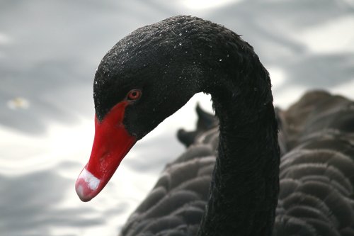 Black Swan.