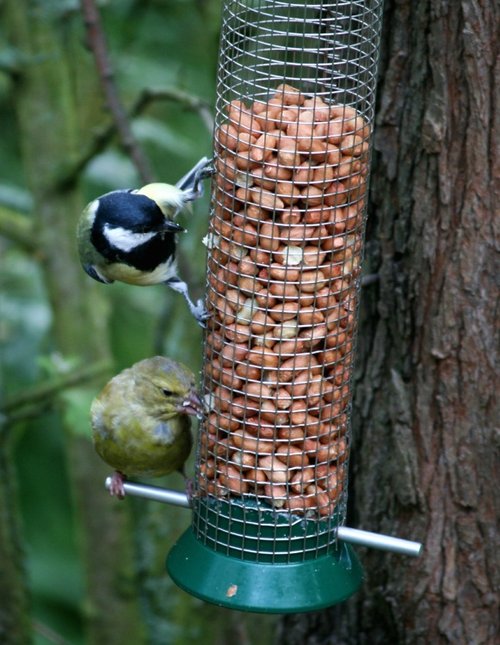 Green Finch and Great Tit.