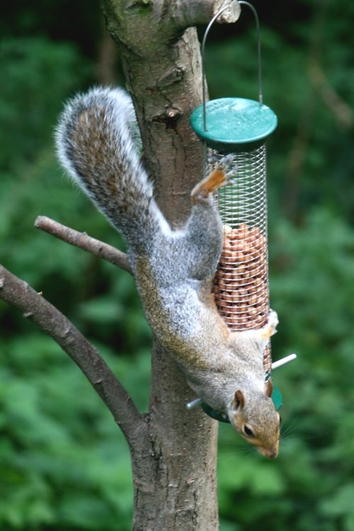 Grey Squirrel