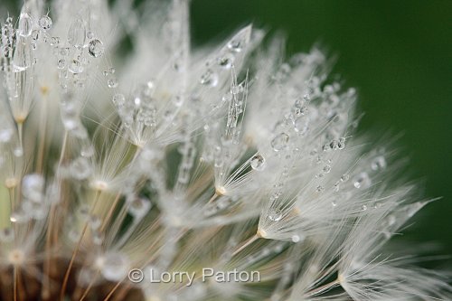 Delicate dew drops