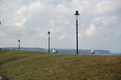 Gulls