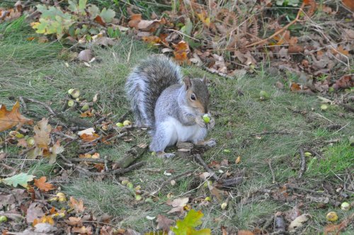 Acorns for breakfast