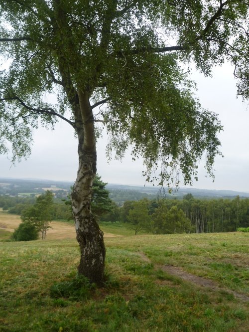 View over Ashdown Forest, Broadstone Walk
