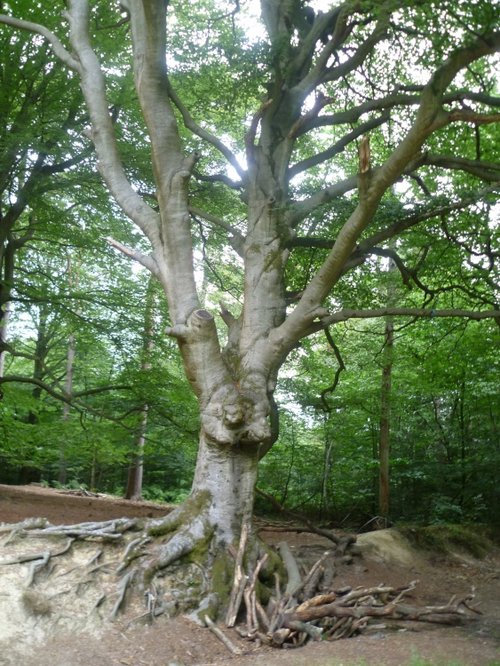 Beech Tree, Ashdown Forest