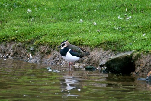 Lapwing.