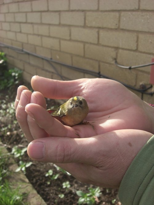 Rescued Goldcrest