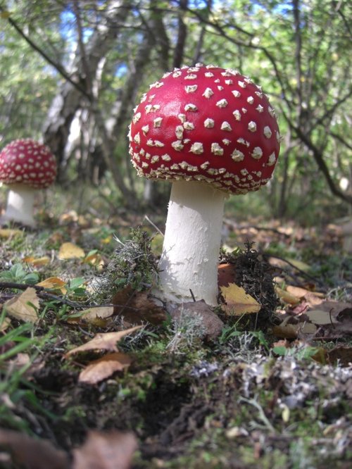 Fly Agaric