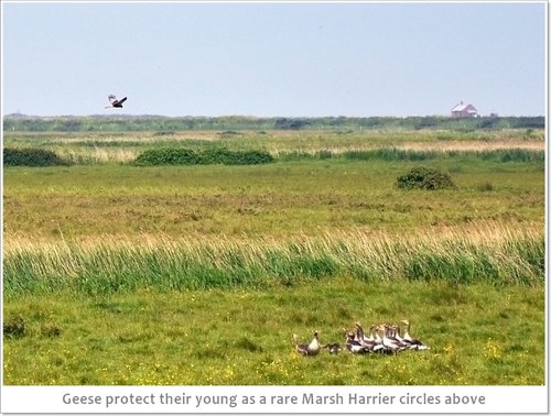 Marsh Harrier