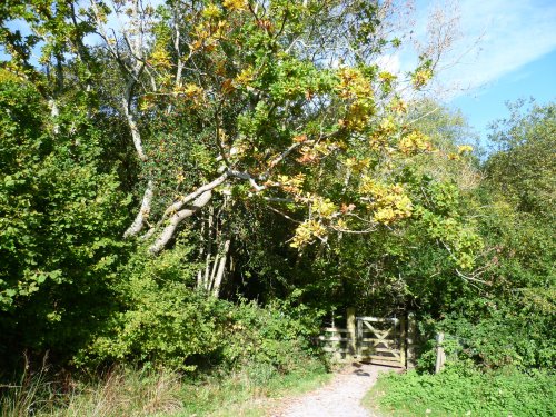 Autumn at Occombe