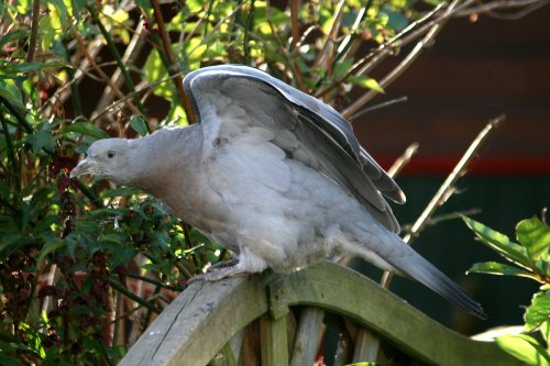 Woodpigeon.