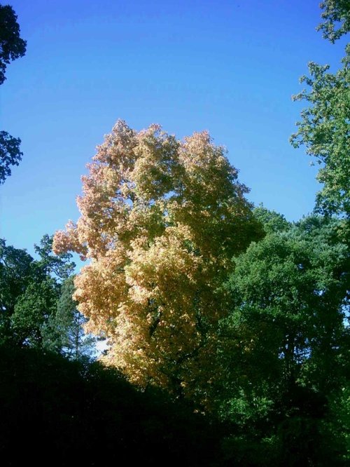 Westonbirt Arboretum - October 2010