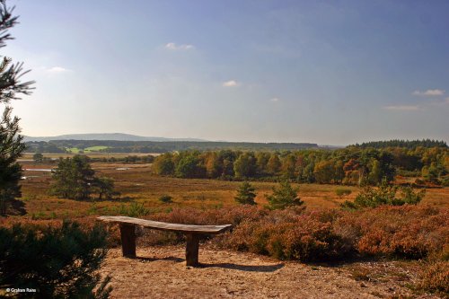 Arne In Dorset