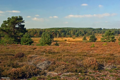 Arne in Dorset