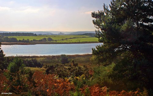 Arne in Dorset