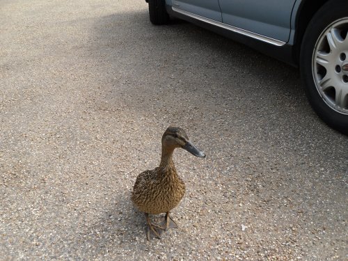 A duck in Framlingham