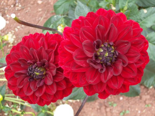 Red dahlias.