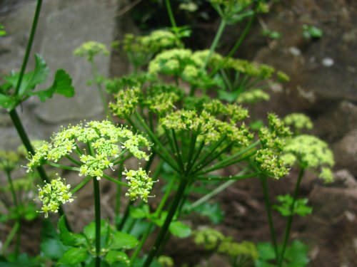 Alexanders