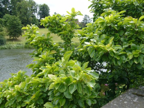 A photo of park in the Leeds castle