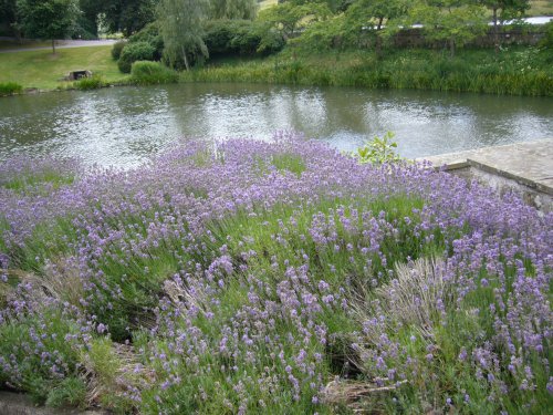 Park in the Leeds castle