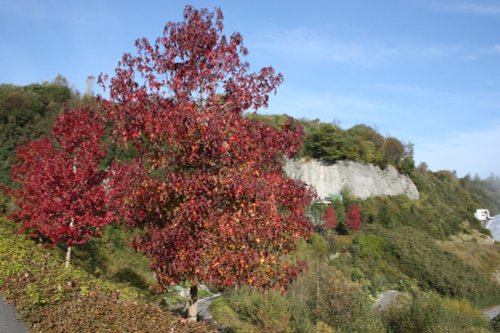 At the Eden Project