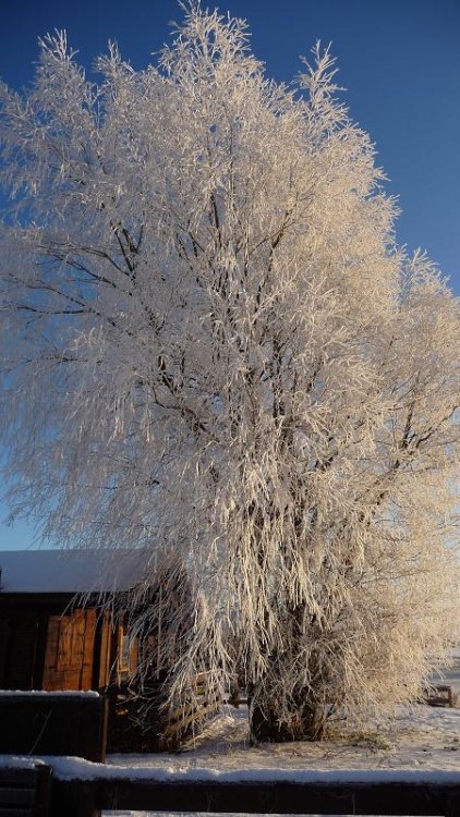 Natural Christmas tree