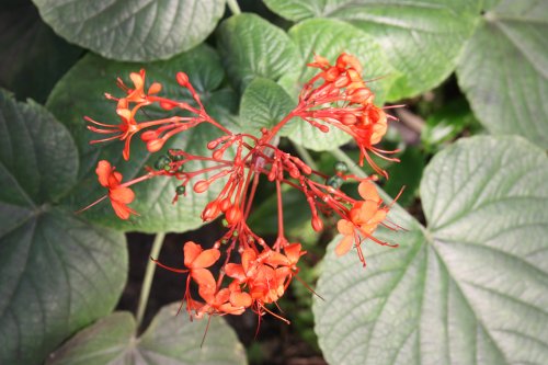 At the Eden Project