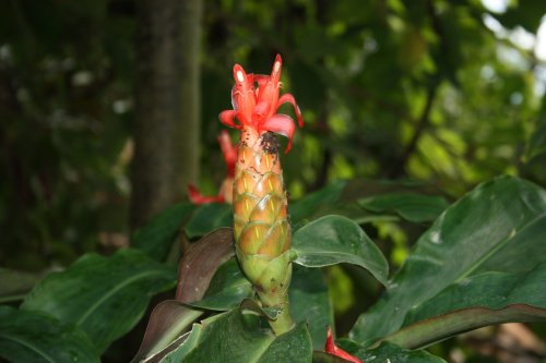 At the Eden Project