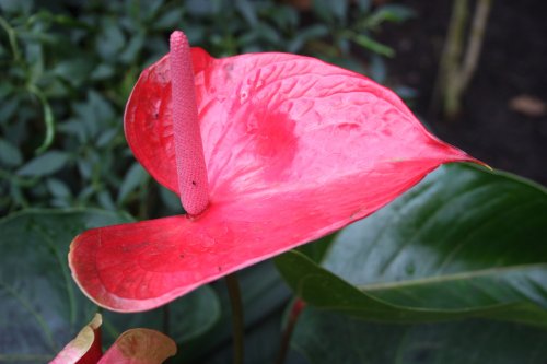 At the Eden Project