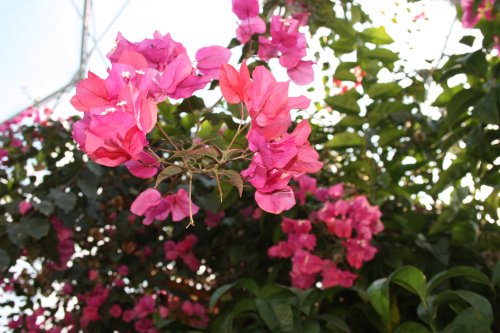 At the Eden Project