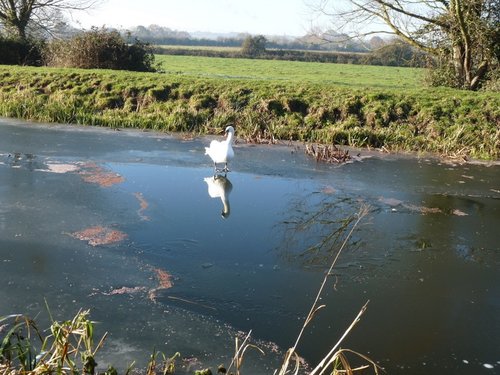 Frozen Canal