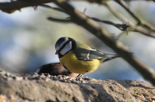 Blue Tit