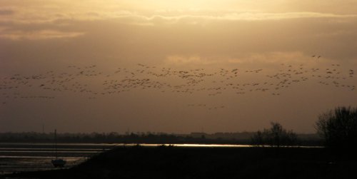 Brent geese