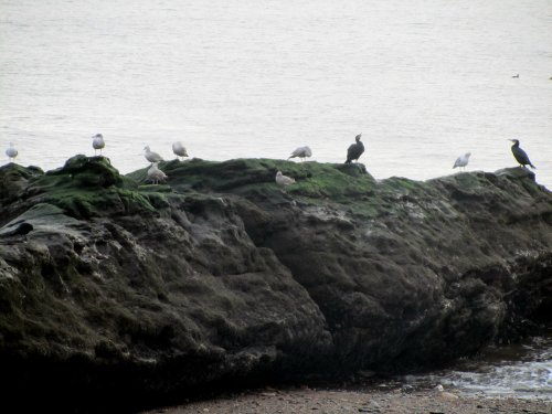 Seabirds