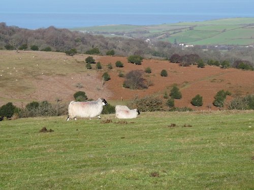 Quantock Hills