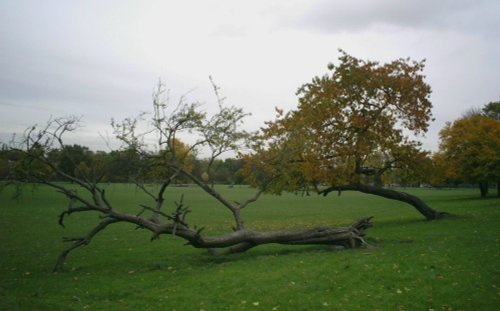 Fallen Tree