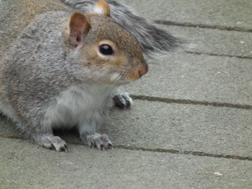 Grey Squirrel.