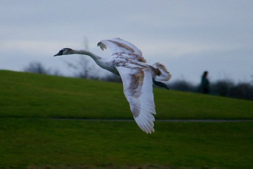 Mute Swan Juvenile.