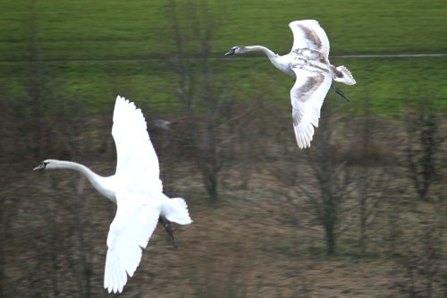 Mute Swans.