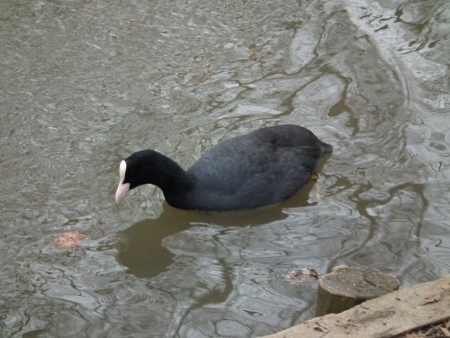 Coot