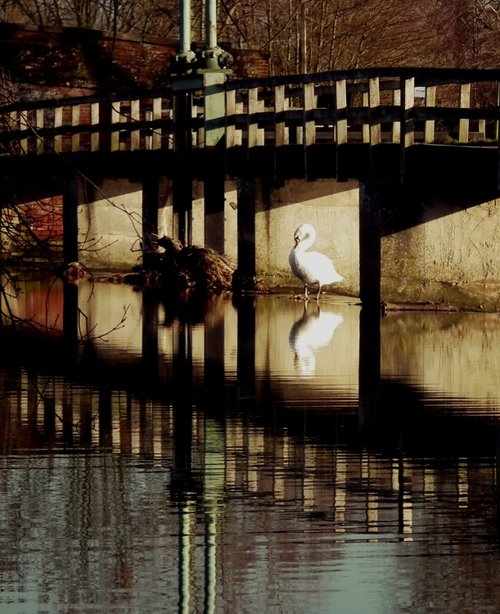 Reflected swan