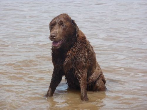 My dog in the sea at skegness