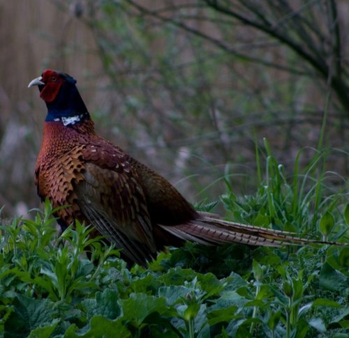 Pheasant at Potterick Carr Nature Reserve