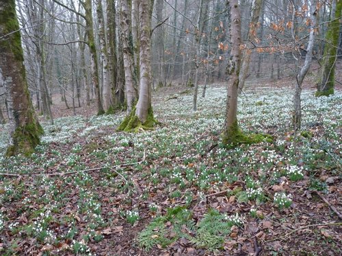 Snowdrops