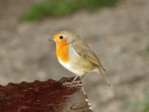 Robin