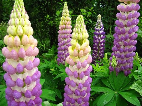 Lupines